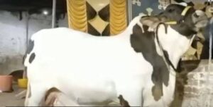 حیدرآباد میں ’’جے ایف تھنڈر 17‘‘ نام کا 40 من وزنی بیل توجہ کا مرکز بن گیا، خریدار بارات کی شکل میں پہنچے، کتنے میں فروخت ہوا؟ جانیے