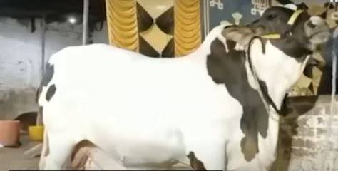 حیدرآباد میں ’’جے ایف تھنڈر 17‘‘ نام کا 40 من وزنی بیل توجہ کا مرکز بن گیا، خریدار بارات کی شکل میں پہنچے، کتنے میں فروخت ہوا؟ جانیے