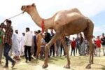قربانی کے لیے لائے گئے اونٹ نے شہری کا ہاتھ چبھا دیا