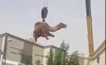 کوہاٹ: گہرے کنویں میں گرنے والے اونٹ کو نکال لیا گیا