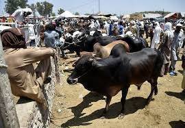 مویشی منڈی ڈیوٹی سے غیر حاضری پولیس اہلکاروں کو لے ڈوبی