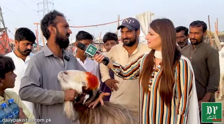 بلوچستان سے آیا 350 کلو وزنی بکرا لاہور میں سب کی توجہ کا مرکز بن گیا، صرف ساڑھے 4 لاکھ روپے میں آپ اس کے مالک بن سکتے ہیں۔