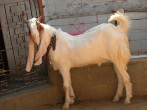 میانداد کو بھی ڈاکوؤں نے نہیں بخشا، 12 بکرے چھین کر فرار
