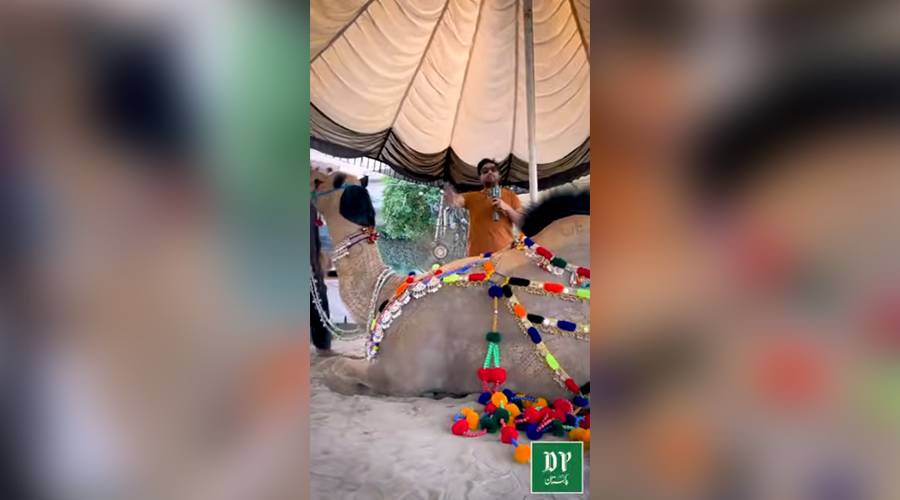 پاکستان کا سب سے بڑا اونٹ ایک ہزار 400 کلو سے زائد وزن، شیر پاکستان، قیمت کتنی ہے؟