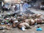 ڈمپرز ایسوسی ایشن کا عیدالاضحیٰ پر کراچی سے آلائشیں نہ اٹھانے کا اعلان
