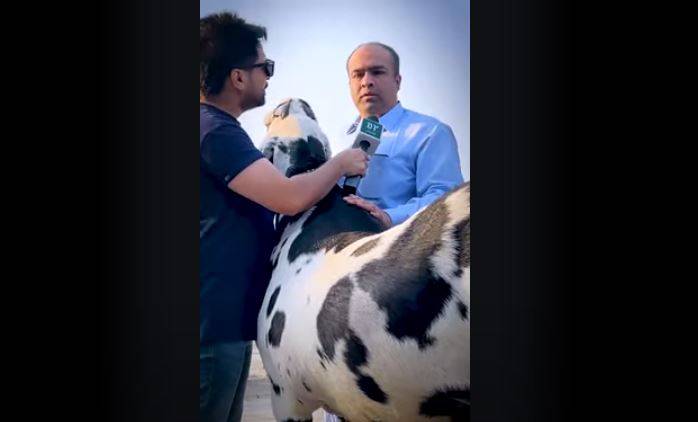 پاکستان کا سب سے بڑا بکرا، وزن ساڑھے 6 من