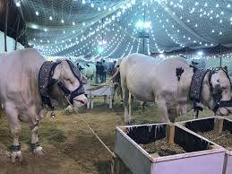 قربانی کے لیے زیادہ تعداد میں جانور لینے چاہئیں یا بہت قیمتی جانور؟ کیا افضل ہے؟