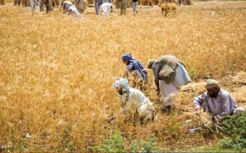 حکومت پنجاب نے زرعی آمدن پر ٹیکس میں اضافہ کردیا