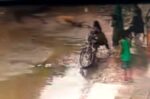 لاہور میں پالتو شیر کے بعد کتے کا بچے پر جان لیوا حملہ