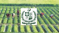 حکومت نے 2 اہم محکموں کو ضم کر کے نیشنل ایگری-ٹریڈ اینڈ فوڈ سیفٹی اتھارٹی قائم کر دی