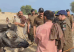 کچا ڈکیٹ گینگ کے 5 کارندوں نے چھینے گئے 100 جانوروں سمیت سرنڈر کردیا