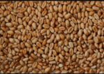 گند کی قیمت 600 روپے بڑھ گئی
