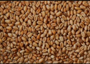 گند کی قیمت 600 روپے بڑھ گئی