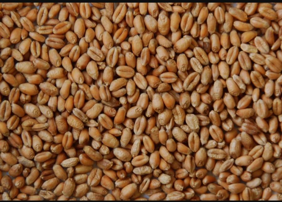 گند کی قیمت 600 روپے بڑھ گئی