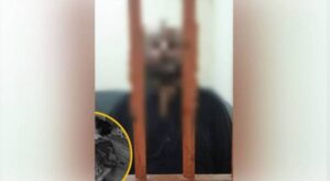 وزیراعلیٰ پنجاب مریم نواز کا لاہور میں 60 سالہ خاتون کے قتل پر نوٹس، تفصیلی رپورٹ طلب