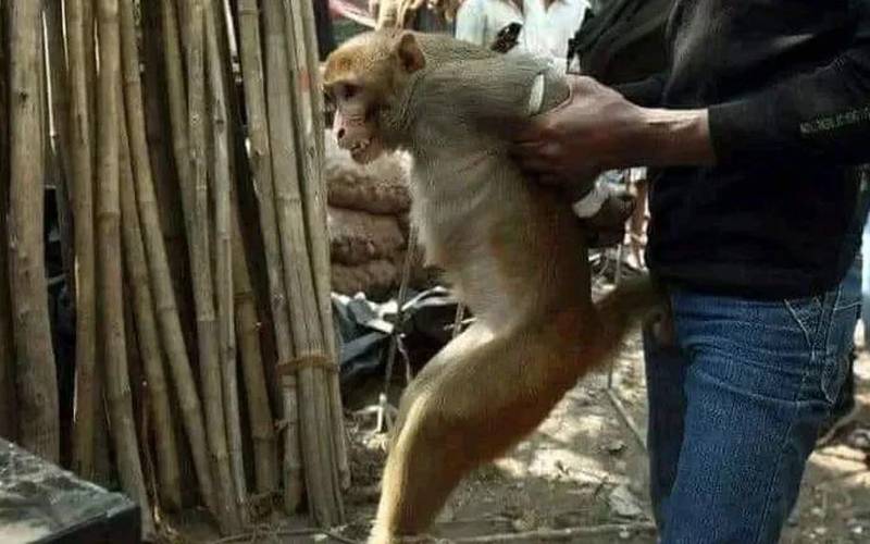 اسلام آباد: سیکٹر ایف 8 فور کے گھر میں گھسنے والے جنگلی بندر کو پکڑ لیا گیا