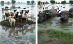 پنجاب حکومت نے محفوظ مقامات پر منتقل کیے جانے والے مویشیوں کو چارے کی فراہمی شروع کر دی