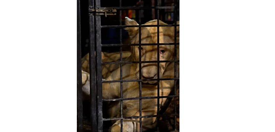 وائلڈ لائف نے راوی کنارے فارم ہاؤس میں سیلابی پانی میں پھنسے 6 شیر ریسکیو کر لیے