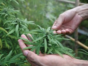 قلات میں 32 ایکڑ سے زائد رقبے پر کاشت کی گئی بھنگ کی فصلوں کو مکمل طور پر تلف کردیا گیا