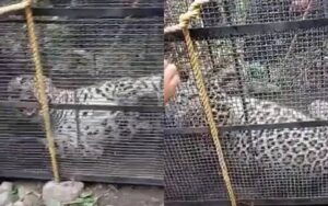 ایبٹ آباد: محکمہ وائلڈ لائف نے آبادی میں گھومنے والے تیندوے کو پکڑ لیا