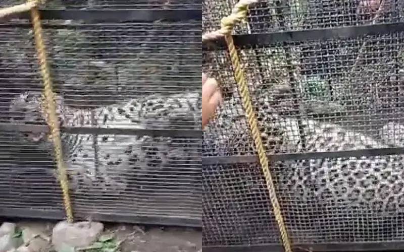 ایبٹ آباد: محکمہ وائلڈ لائف نے آبادی میں گھومنے والے تیندوے کو پکڑ لیا