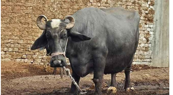 بے زبان جانوروں کے ساتھ تشدد کا ایک اور بہیمانہ واقعہ، جلال پور جٹاں میں نامعلوم افراد نے بھینس کی 2 ٹانگیں کاٹ دیں