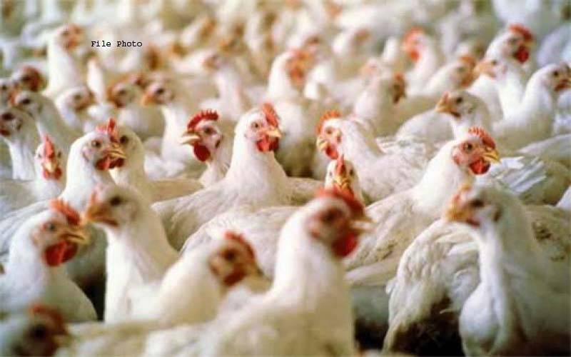 پولٹری انڈسٹری کے لیے بری خبر، برائلر فیڈ کی قیمتوں میں اضافہ، نوٹیفکیشن جاری
