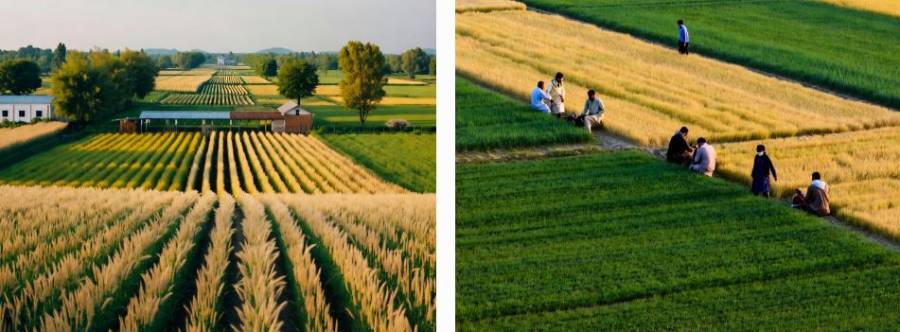 پنجاب میں فصل کی باقیات نہ جلانے کی مہم نے تحریک کی شکل اختیار کر لی