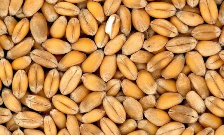 وفاقی حکومت نے فی من گندم کی قیمت 3500 روپے مقرر کردی