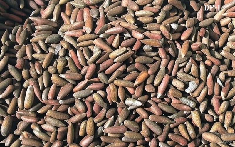 چلغوزے کی قیمت میں ریکارڈ کمی، 8 ہزار روپے کلو سستا ہو گیا