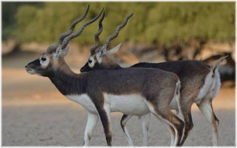 پنجاب میں جنگلی حیات کے غیرقانونی شکار پر 10 ہزار سے 25 ہزار روپے تک جرمانے بڑھا دیے گئے