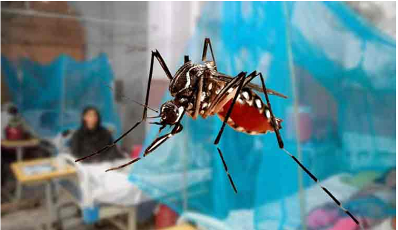 کراچی سمیت سندھ بھر میں رواں سال ڈینگی سے ہلاکتوں کی تعداد 21 تک پہنچ گئی