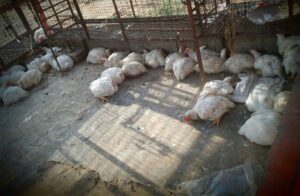 دو روز میں زندہ مرغی کی فی کلو قیمت میں 35 روپے اضافہ ہوگیا