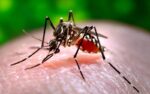 سندھ میں ڈینگی سے مزید 3 مریض جاں بحق