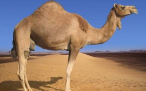 راجستھان میں اونٹ گاڑی کی چھت توڑ کر اندر پھنس گیا