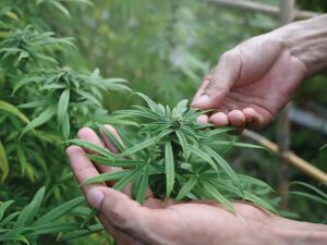 بلوچستان میں بھنگ کے کاشت کاروں کے گرد گھیرا تنگ، ملوث زمینداروں کی فہرست تیارکر لی گئی