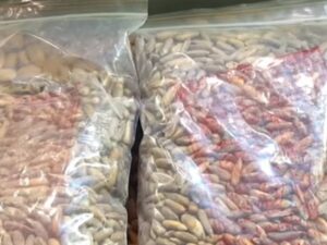 چلغوزے کی قیمت میں پچاس سے ساٹھ فیصد تک کمی ریکارڈ