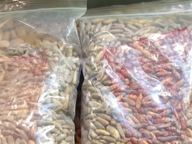 چلغوزے کی قیمت میں پچاس سے ساٹھ فیصد تک کمی ریکارڈ