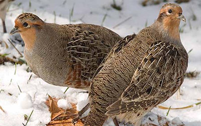 محکمہ جنگلی حیات پنجاب نے نئے قوانین کے ساتھ تیتر کے شکار کی اجازت دے دی