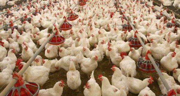 پولٹری ایسوسی ایشن پر مرغی کی قیمتیں بڑھانے کا الزام ثابت، ڈھائی کروڑ روپے جرمانہ عائد