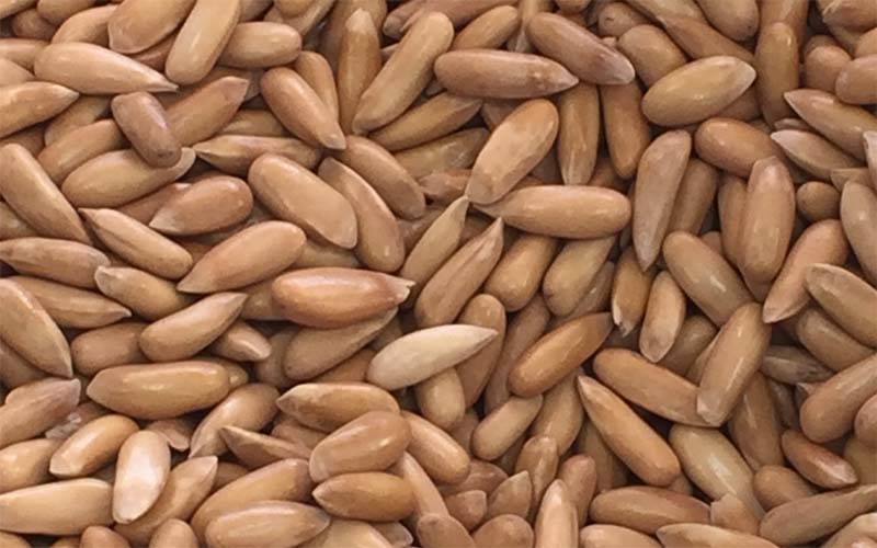 گوجرانوالہ میں 38 لاکھ 50 ہزار روپے مالیت کا ساڑھے 5 سو کلو چلغوزہ چوری ہوگیا