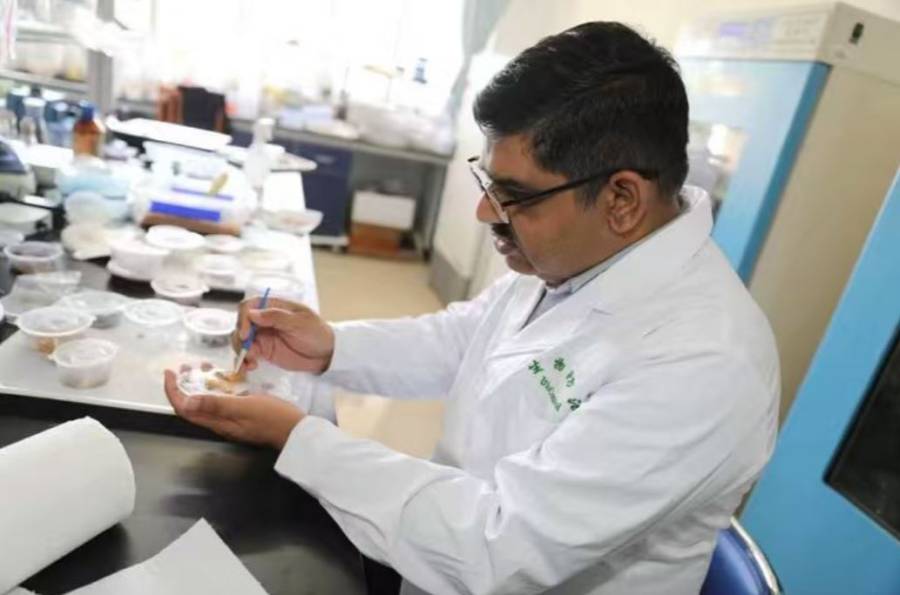 پاکستانی پروفیسر چین میں درختوں کی بیماریوں کی تشخیص کرکے مشہور ہو گیا