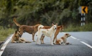 رہنما جماعت اسلامی قیصر شریف کی مسلسل مہم رنگ لے آئی، پنجاب میں آوارہ کتوں کے کاٹنے کے بڑھتے واقعات پر 8 رکنی خصوصی کمیٹی تشکیل