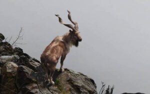 خیبرپختونخوا میں مارخور ٹرافی ہنٹ پر وفاق اور صوبے کے درمیان تنازع برقرار