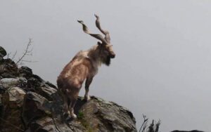 چترال: 68 ہزار ڈالر میں لائسنس حاصل کرنے والا روسی باشندہ مارخور کا شکار کرنے میں کامیاب