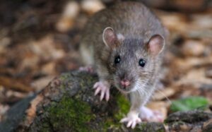 کراچی ایئرپورٹ پر انوکھی تقرری، ایف آئی اے افسر چوہے پکڑنے کی ڈیوٹی پر تعینات