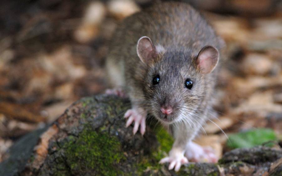 کراچی ایئرپورٹ پر انوکھی تقرری، ایف آئی اے افسر چوہے پکڑنے کی ڈیوٹی پر تعینات