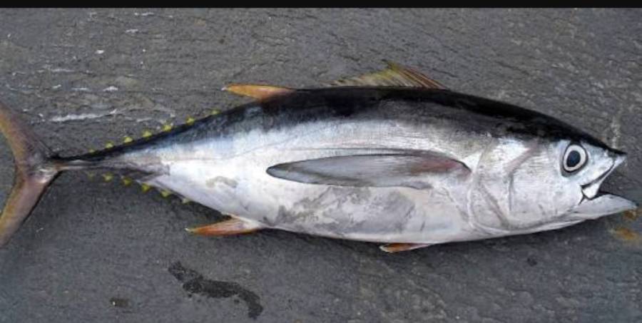 جاپان میں ایک مچھلی تقریباً 90 کروڑ روپے میں نیلام