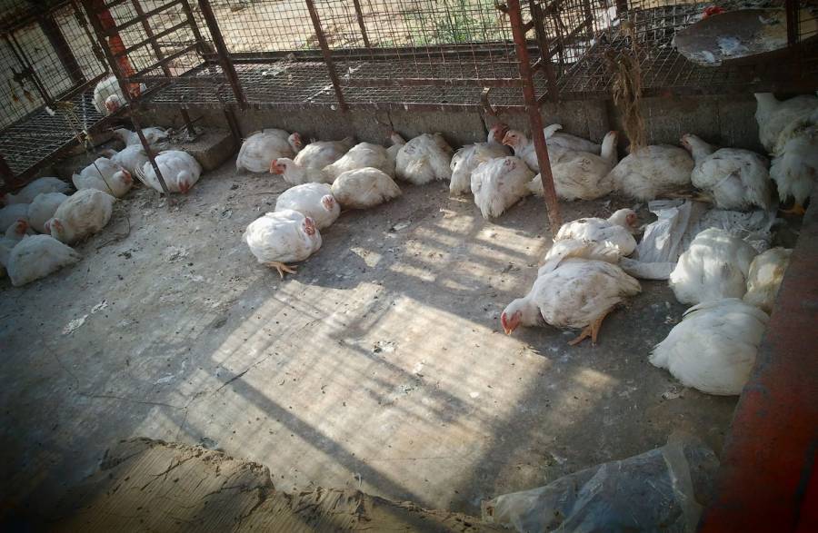 چکن اور انڈوں کی قیمتوں میں مسلسل اضافہ جاری