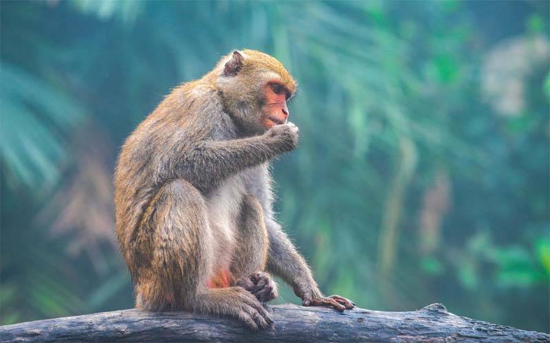 گجرات میں بندروں کی یلغار، شہری پریشان